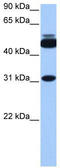 Cylicin 2 antibody, TA335868, Origene, Western Blot image 