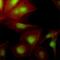 Ubiquitin Conjugating Enzyme E2 S antibody, GTX53797, GeneTex, Immunofluorescence image 