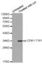 Cyclin Dependent Kinase 1 antibody, abx000372, Abbexa, Western Blot image 