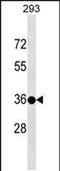 Testis Specific Protein Y-Linked 3 antibody, PA5-48840, Invitrogen Antibodies, Western Blot image 