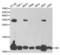 Diazepam Binding Inhibitor, Acyl-CoA Binding Protein antibody, abx004111, Abbexa, Western Blot image 