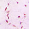 Microtubule Associated Serine/Threonine Kinase Like antibody, LS-C356177, Lifespan Biosciences, Immunohistochemistry frozen image 