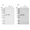 Era Like 12S Mitochondrial RRNA Chaperone 1 antibody, PA5-54405, Invitrogen Antibodies, Western Blot image 