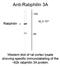 Rabphilin 3A antibody, NB300-735, Novus Biologicals, Western Blot image 