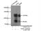 Vezatin, Adherens Junctions Transmembrane Protein antibody, 17684-1-AP, Proteintech Group, Immunoprecipitation image 