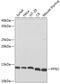 Profilin 1 antibody, GTX32811, GeneTex, Western Blot image 