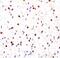 Peroxisome Proliferator Activated Receptor Gamma antibody, MA5-14889, Invitrogen Antibodies, Immunohistochemistry frozen image 