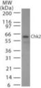 Checkpoint Kinase 2 antibody, NB100-56546, Novus Biologicals, Western Blot image 