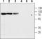 Solute Carrier Family 9 Member A2 antibody, TA328913, Origene, Western Blot image 