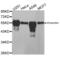 Vimentin antibody, AHP2538, Bio-Rad (formerly AbD Serotec) , Western Blot image 