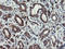 Migration And Invasion Enhancer 1 antibody, LS-C797786, Lifespan Biosciences, Immunohistochemistry frozen image 