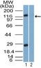 Toll Like Receptor 3 antibody, TA337144, Origene, Western Blot image 