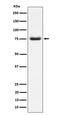 PWP1 Homolog, Endonuclein antibody, M10720, Boster Biological Technology, Western Blot image 