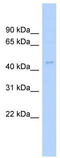 Actin Like 6A antibody, TA333971, Origene, Western Blot image 