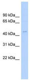 Actin-like protein 6A antibody, TA333971, Origene, Western Blot image 