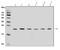 ADP Ribosylation Factor 6 antibody, A00927-2, Boster Biological Technology, Western Blot image 