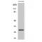 Peroxisomal Biogenesis Factor 11 Beta antibody, LS-C385441, Lifespan Biosciences, Western Blot image 