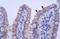 Zinc Finger Protein 358 antibody, A15768, Boster Biological Technology, Immunohistochemistry frozen image 