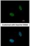 N-Acetylneuraminate Synthase antibody, PA5-31140, Invitrogen Antibodies, Immunofluorescence image 