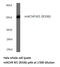 Acetylcholine Receptor antibody, LS-C177149, Lifespan Biosciences, Western Blot image 