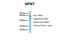 Nephronectin antibody, NBP1-70658, Novus Biologicals, Western Blot image 