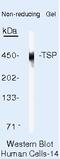 Thrombospondin 1 antibody, MA5-13377, Invitrogen Antibodies, Western Blot image 