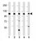 MER Proto-Oncogene, Tyrosine Kinase antibody, F53189-0.4ML, NSJ Bioreagents, Western Blot image 