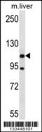 ADNP Homeobox 2 antibody, 57-396, ProSci, Western Blot image 