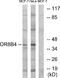 Olfactory Receptor Family 8 Subfamily B Member 4 (Gene/Pseudogene) antibody, A16908, Boster Biological Technology, Western Blot image 