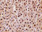 TNF receptor-associated factor 2 antibody, LS-C19557, Lifespan Biosciences, Immunohistochemistry frozen image 