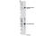 Fumarate Hydratase antibody, 4567S, Cell Signaling Technology, Western Blot image 