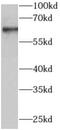 Autoimmune Regulator antibody, FNab00241, FineTest, Western Blot image 