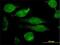 Granulin Precursor antibody, H00002896-M01, Novus Biologicals, Immunofluorescence image 