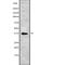 Death Effector Domain Containing antibody, abx149765, Abbexa, Western Blot image 