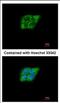 N(Alpha)-Acetyltransferase 15, NatA Auxiliary Subunit antibody, NBP2-19477, Novus Biologicals, Immunofluorescence image 