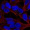 Apolipoprotein L4 antibody, HPA055435, Atlas Antibodies, Immunofluorescence image 