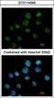 Cleavage Stimulation Factor Subunit 1 antibody, GTX114345, GeneTex, Immunofluorescence image 