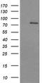 Dynamin 1 Like antibody, TA506116S, Origene, Western Blot image 