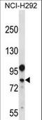 DEAD-Box Helicase 3 Y-Linked antibody, LS-C167335, Lifespan Biosciences, Western Blot image 
