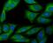 ERGIC And Golgi 3 antibody, NBP2-76928, Novus Biologicals, Immunofluorescence image 