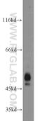 Zinc finger FYVE domain-containing protein 19 antibody, 23163-1-AP, Proteintech Group, Western Blot image 