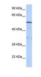 Lipase G, Endothelial Type antibody, orb329579, Biorbyt, Western Blot image 