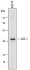 Growth Differentiation Factor 3 antibody, PA5-47974, Invitrogen Antibodies, Western Blot image 