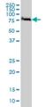 Fas Associated Factor 1 antibody, H00011124-M01, Novus Biologicals, Western Blot image 