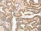 ADAM Metallopeptidase Domain 10 antibody, LS-C404444, Lifespan Biosciences, Immunohistochemistry frozen image 