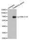 Paxillin antibody, LS-C335824, Lifespan Biosciences, Western Blot image 
