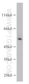 TOR antibody, 13205-1-AP, Proteintech Group, Western Blot image 