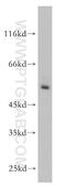 RORgt antibody, 13205-1-AP, Proteintech Group, Western Blot image 