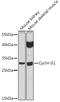 Cyclin G1 antibody, GTX65870, GeneTex, Western Blot image 