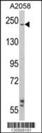 Laminin Subunit Beta 2 antibody, MBS9205585, MyBioSource, Western Blot image 